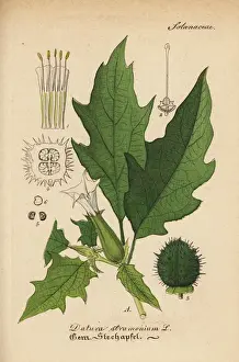 Snare Prints: Jimsonweed or Devils snare, Datura stramonium