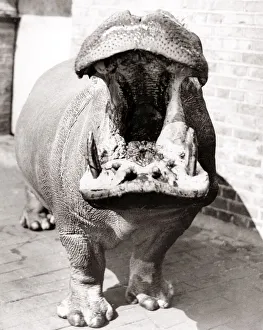 Hippo Prints: Joan the hippoporamus at London Zoo, yawning