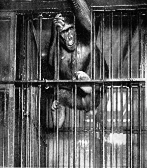 Images Dated 24th October 2004: Johanna the Gorilla, Barnum and Baileys Circus, 1897