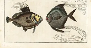 John Dory and African pompano