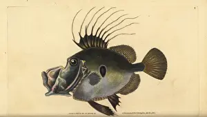 Zeus Prints: John Dory or Doree, Zeus faber