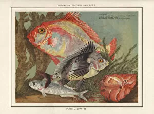 Perch Gallery: John Dory, magpie perch, silver fish and butterfly lobster