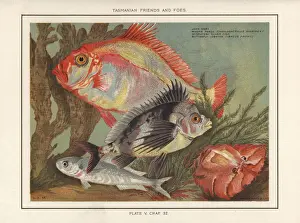 Superb Prints: John Dory, magpie perch, silver fish and butterfly lobster