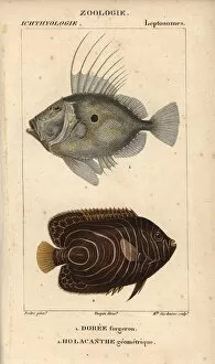 Angelfish Gallery: John dory, Zeus faber, and emperor angelfish