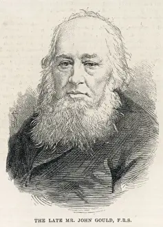 Ornithologist Prints: JOHN GOULD