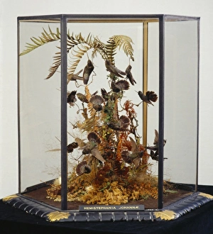 Apodiformes Gallery: John Goulds hummingbird cases