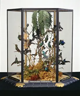 John Goulds hummingbird cases