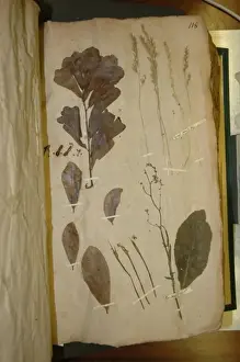 John Lawson Prints: John Lawson plant specimen
