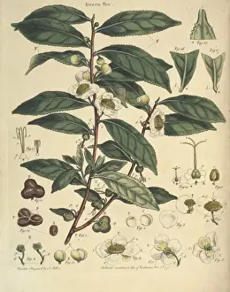 Malvidae Prints: John Lettsoms Natural History of the Tea Tree