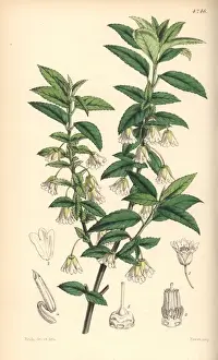 Jointed Prints: Jointed-pedicelled friesia, Friesia peduncularis