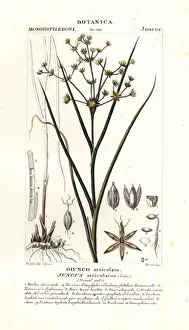 Annua Gallery: Jointed rush, Juncus articulatus