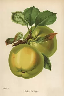 Florist Gallery: Jolly Beggar apple variety, Malus domestica