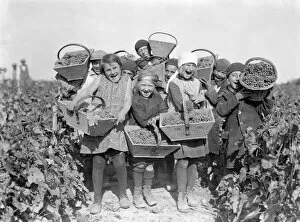 Peasants Collection: Jolly Grape Pickers
