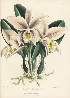 Jonghe's cattleya orchid, Cattleya jongheana