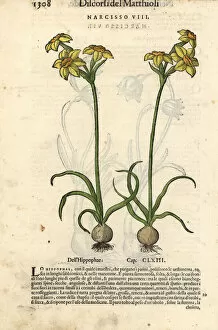 Jonquil, Narcissus jonquilla