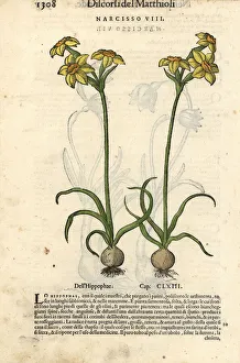 Anazarbeo Gallery: Jonquil, Narcissus jonquilla