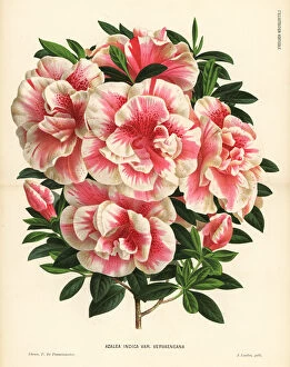 Azalea Gallery: Joseph Vervaenes azalea, Rhododendron indicum