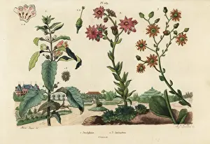 Dumenil Prints: Josephine plant and stonecrops