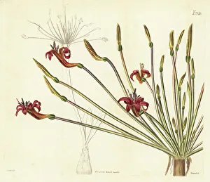 Weddell Prints: Josephine's lily, Brunsvigia josephinae