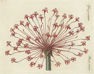 Henriette Westermayr Prints: Josephine's lily or candelabra lily, Brunsvigia josephinae