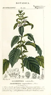 Josephinia imperatricis