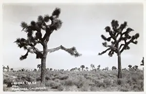 Bernardino Prints: Joshua trees near Redlands, California, USA