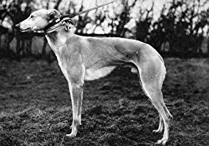 Deciding Gallery: Jovial Judge, Winner of the 1926 Waterloo Cup