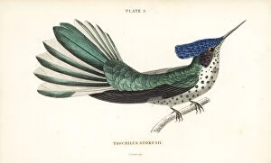 Critically Collection: Juan Fernandez firecrown, Sephanoides fernandensis (female)