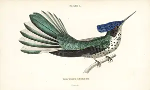 Ornithology Prints: Juan Fernandez firecrown, Sephanoides fernandensis (female)