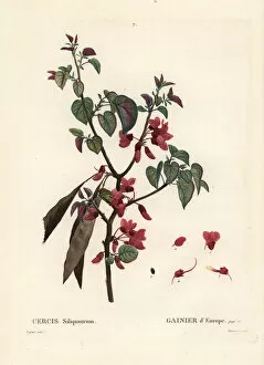 Henri Collection: Judas tree, Cercis siliquastrum