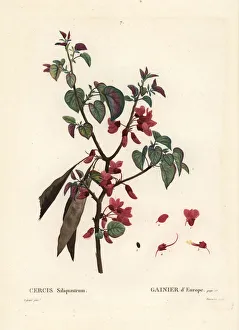 Stipple Gallery: Judas tree, Cercis siliquastrum
