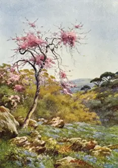 Judas Tree in Flower
