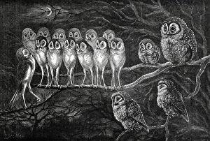 Judge Collection: Judge and Jury Owls, by Louis Wain
