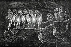Wain Prints: Judge and Jury Owls, by Louis Wain
