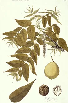 Seed Collection: Juglands nigra, black walnut
