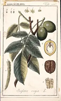 Juglands regia, English walnut