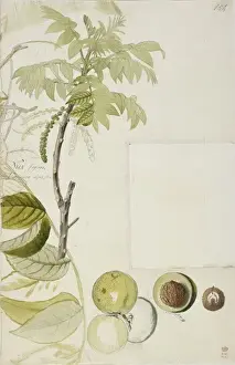Ehret Prints: Juglans nigra, black walnut