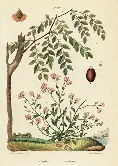 Dumenil Prints: Jujube and Virginia stock