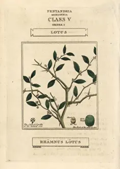 Jujube, Ziziphus lotus