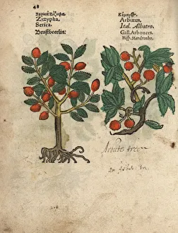Arbutus Gallery: Jujube, Ziziphus zizyphus, and strawberry