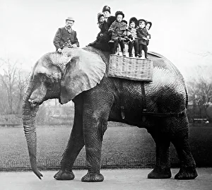 Jumbo Prints: Jumbo the elephant