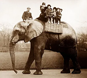 Jumbo the elephant