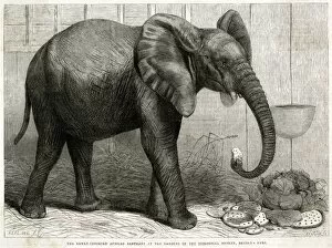 Eats Gallery: Jumbo the elephant at Regents Park, 1865