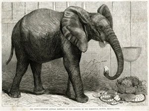African Elephant