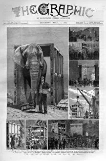 Images Dated 8th December 2017: Jumbo the elephant: on the way to the docks