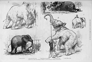 Images Dated 7th December 2017: Jumbo the elephant in his younger days