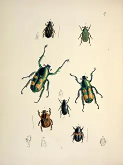 Cabinet Prints: Jumnos ruckeri Saunders (Lamellicornia) (large beetles in ce