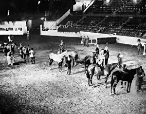 Show Jumping