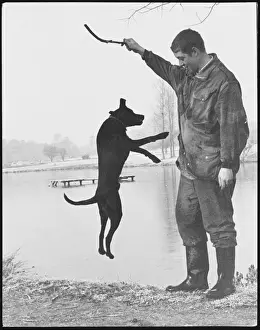 Wellies Prints: Jumping Dog and Stick