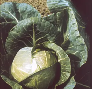 Cabbage Prints: JUNE STAR CABBAGE